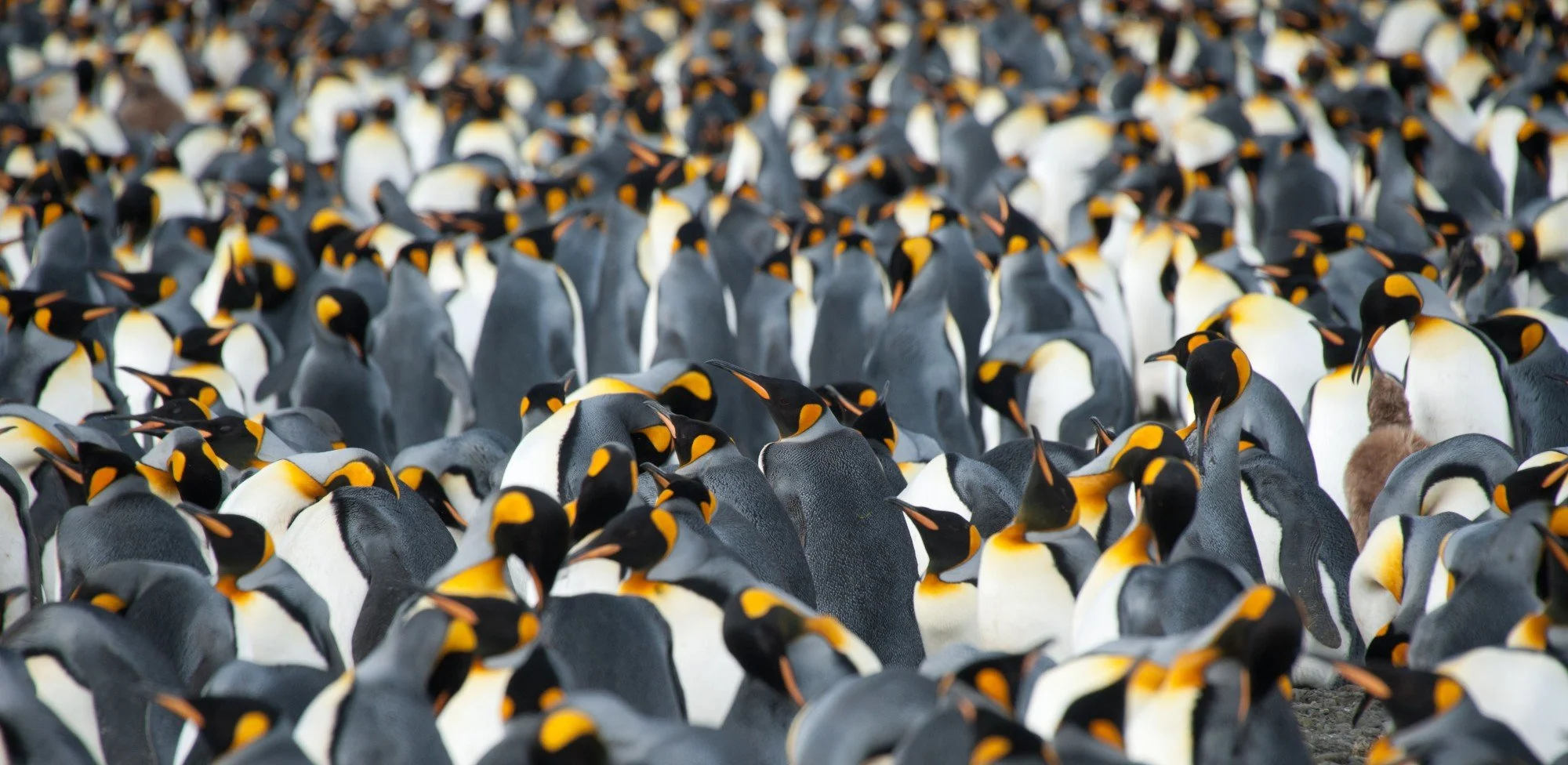 Thousands of King Penguins_Erwin Vermeulen.jpeg
