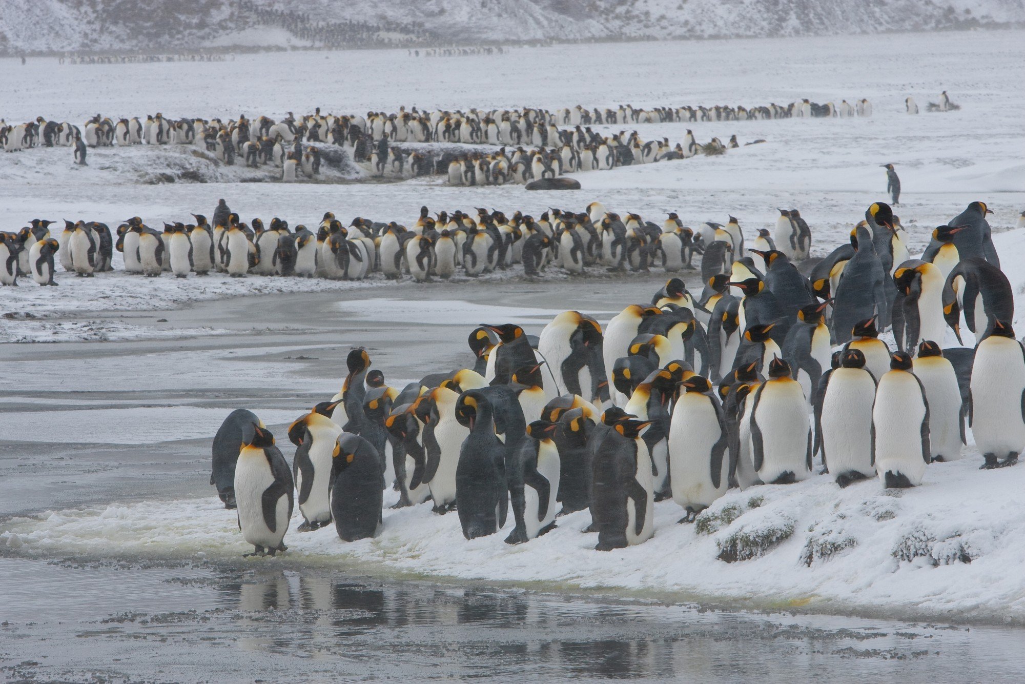 King Penguin colony in a snowy setting_Jan Veen.jpeg