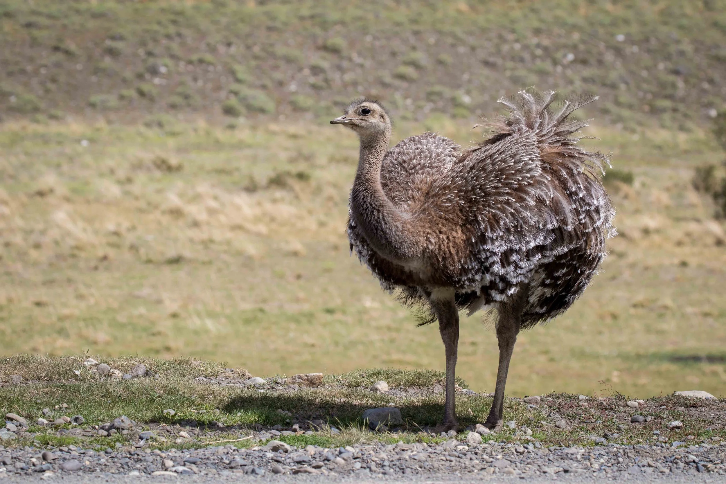 Gosia Pisowicz17.JPG