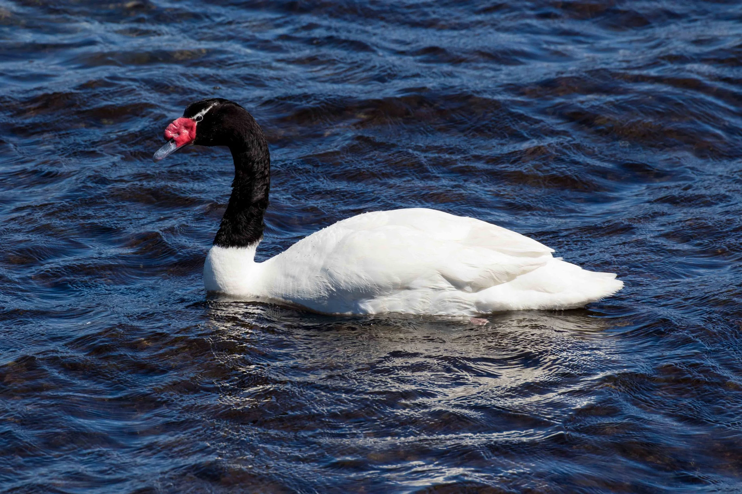 Gosia Pisowicz25.JPG