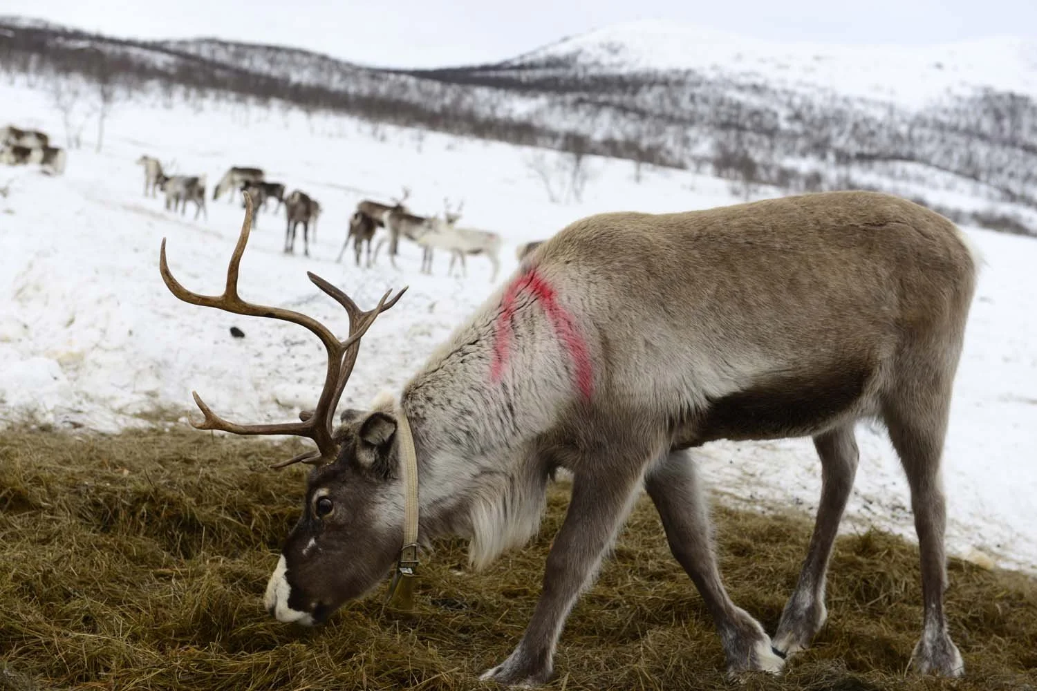 Finland©Mirjam Evers08.JPG