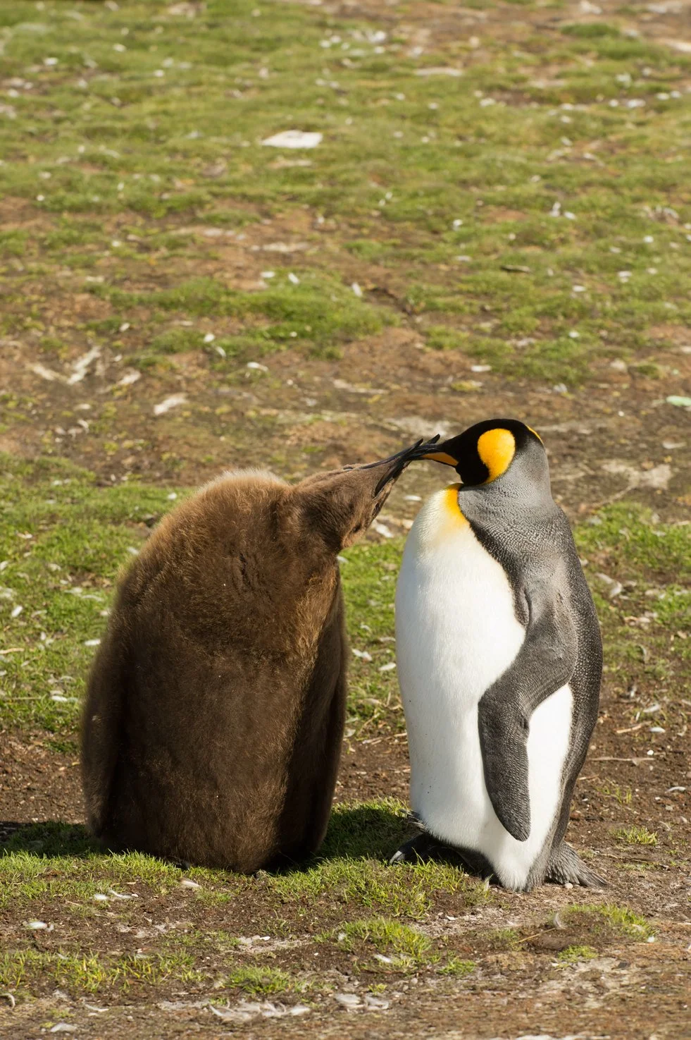 FalklandIslands Mirjam Evers02.JPG