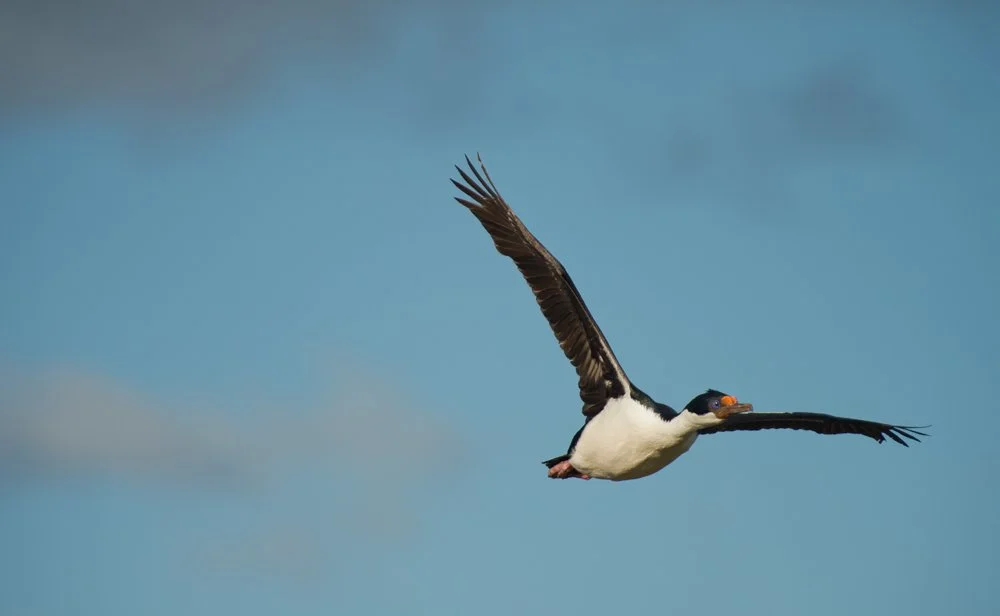 FalklandIslands Mirjam Evers03.JPG
