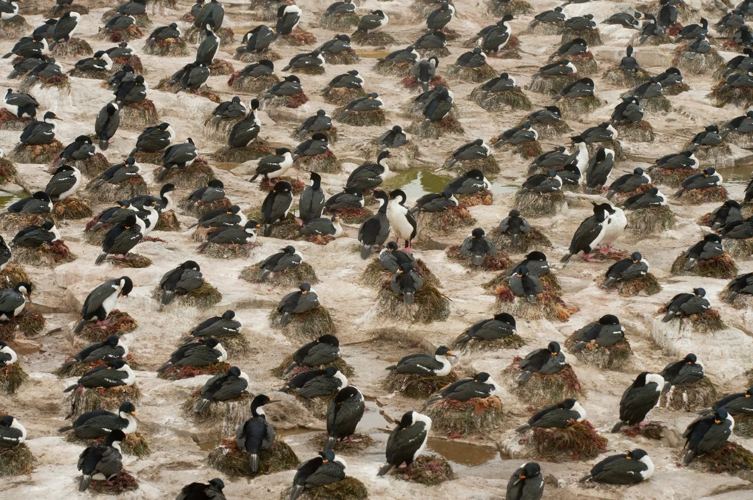 FalklandIslands Mirjam Evers04.JPG