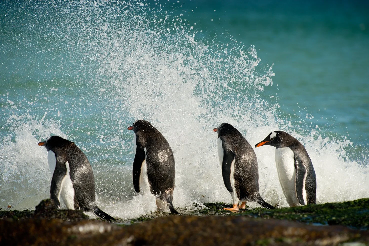 FalklandIslands Mirjam Evers06.JPG