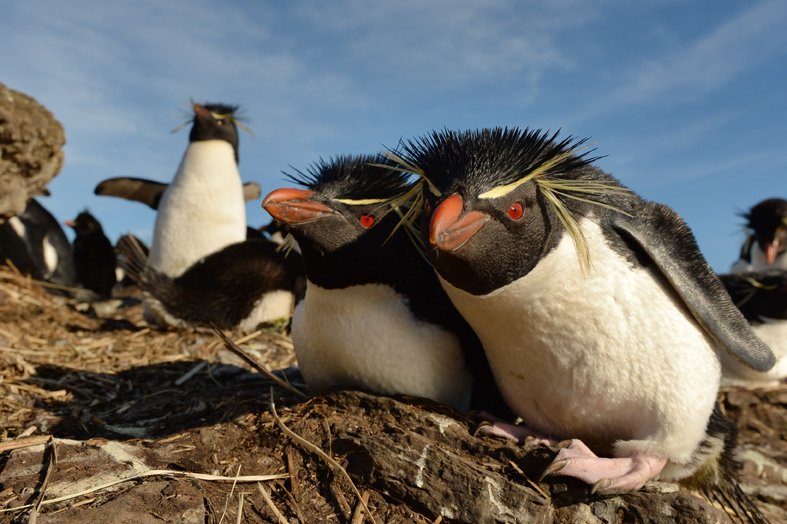 FalklandIslands Mirjam Evers07.JPG