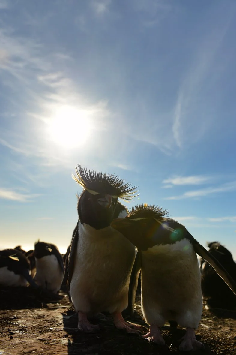 FalklandIslands Mirjam Evers09.JPG