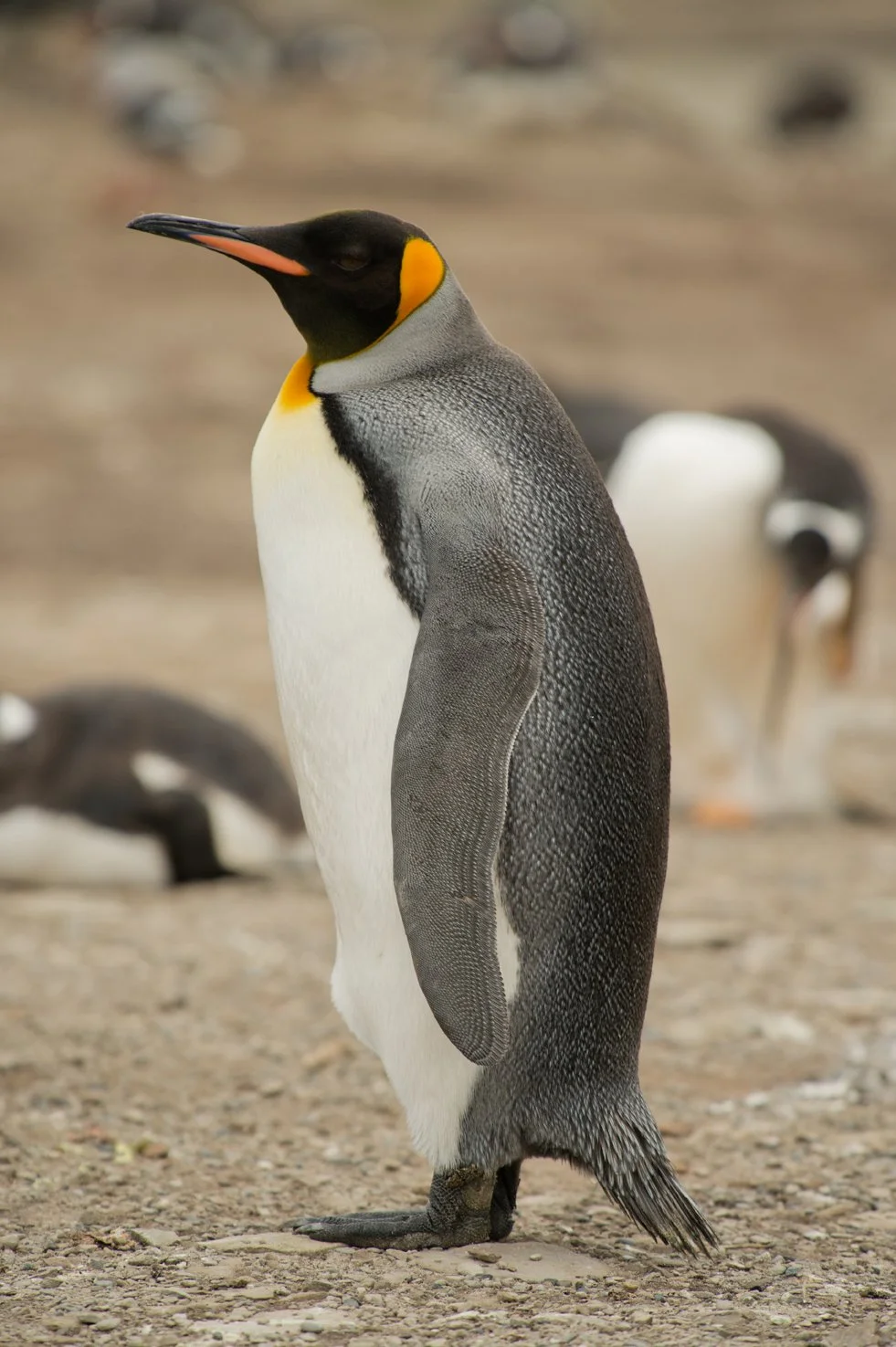 FalklandIslands Mirjam Evers10.JPG