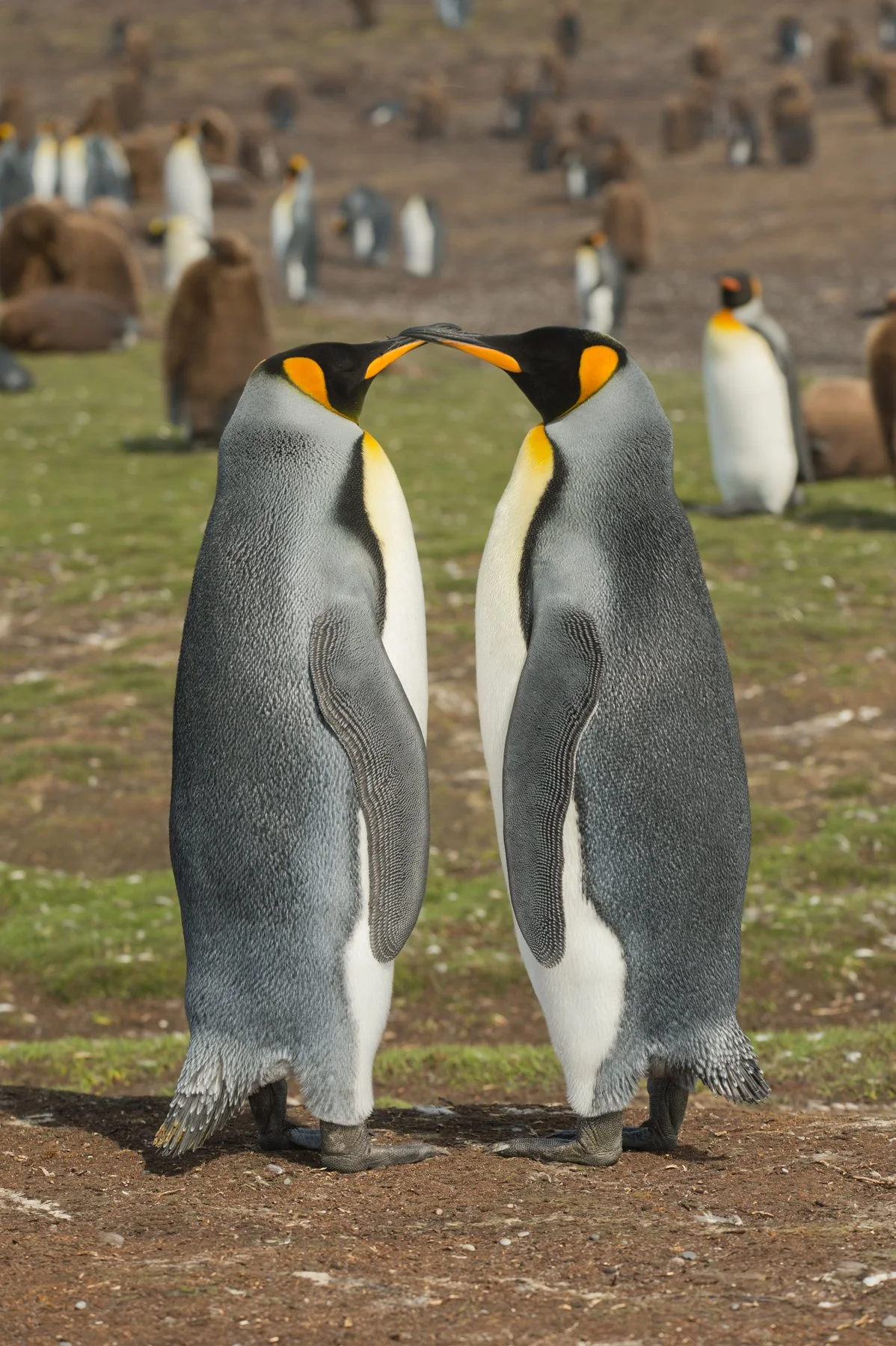 FalklandIslands Mirjam Evers12.JPG
