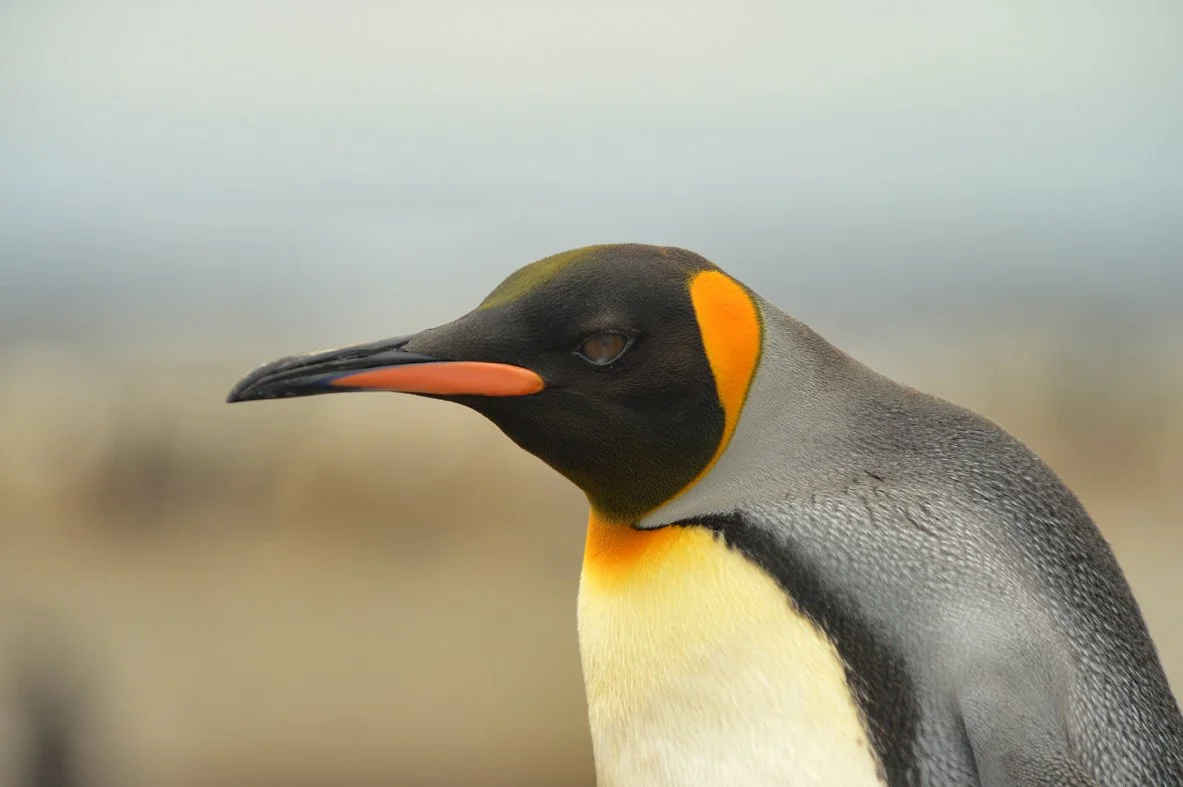 FalklandIslands Mirjam Evers13.JPG