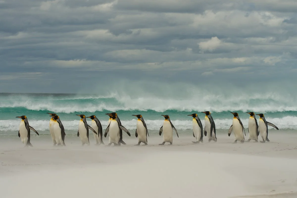 FalklandIslands Mirjam Evers14.JPG