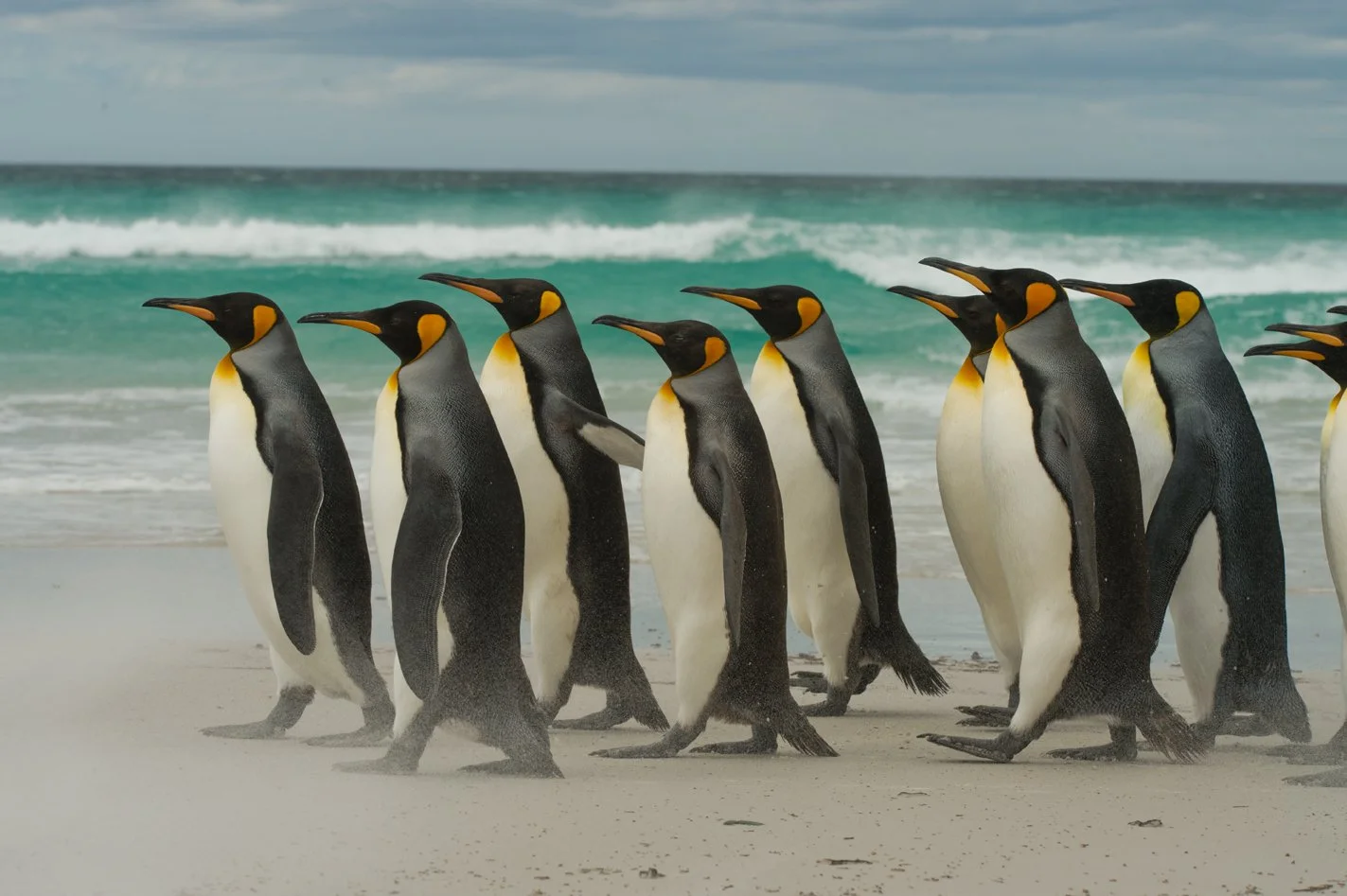 FalklandIslands Mirjam Evers15.JPG