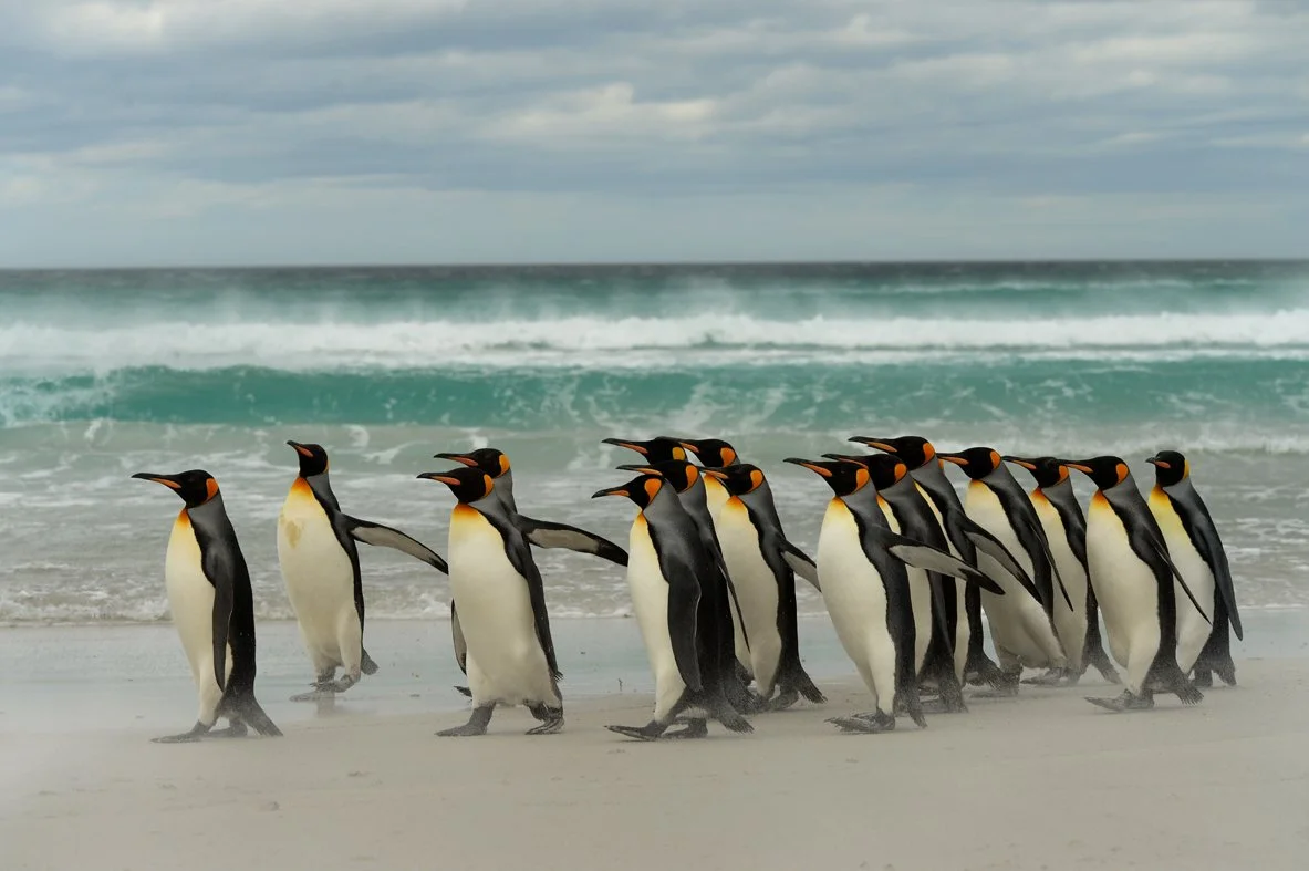 FalklandIslands Mirjam Evers16.JPG