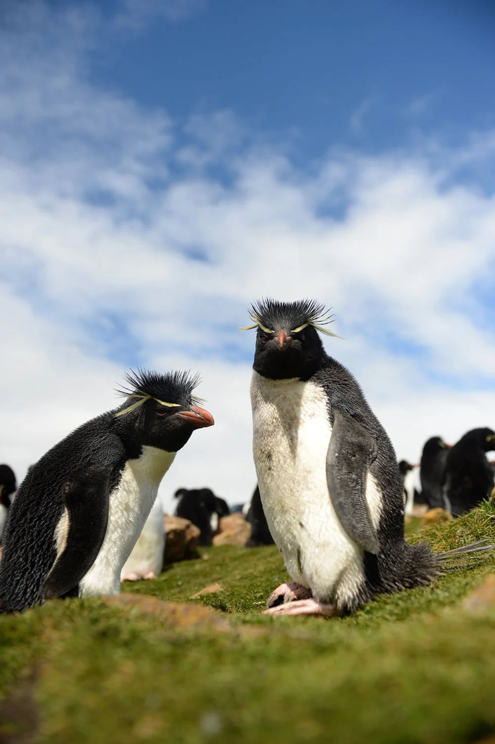FalklandIslands Mirjam Evers18.JPG