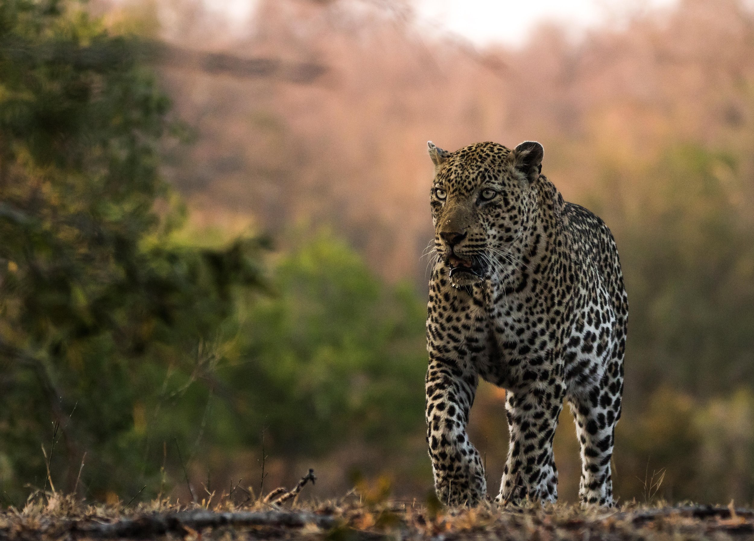 Leopard1.jpg