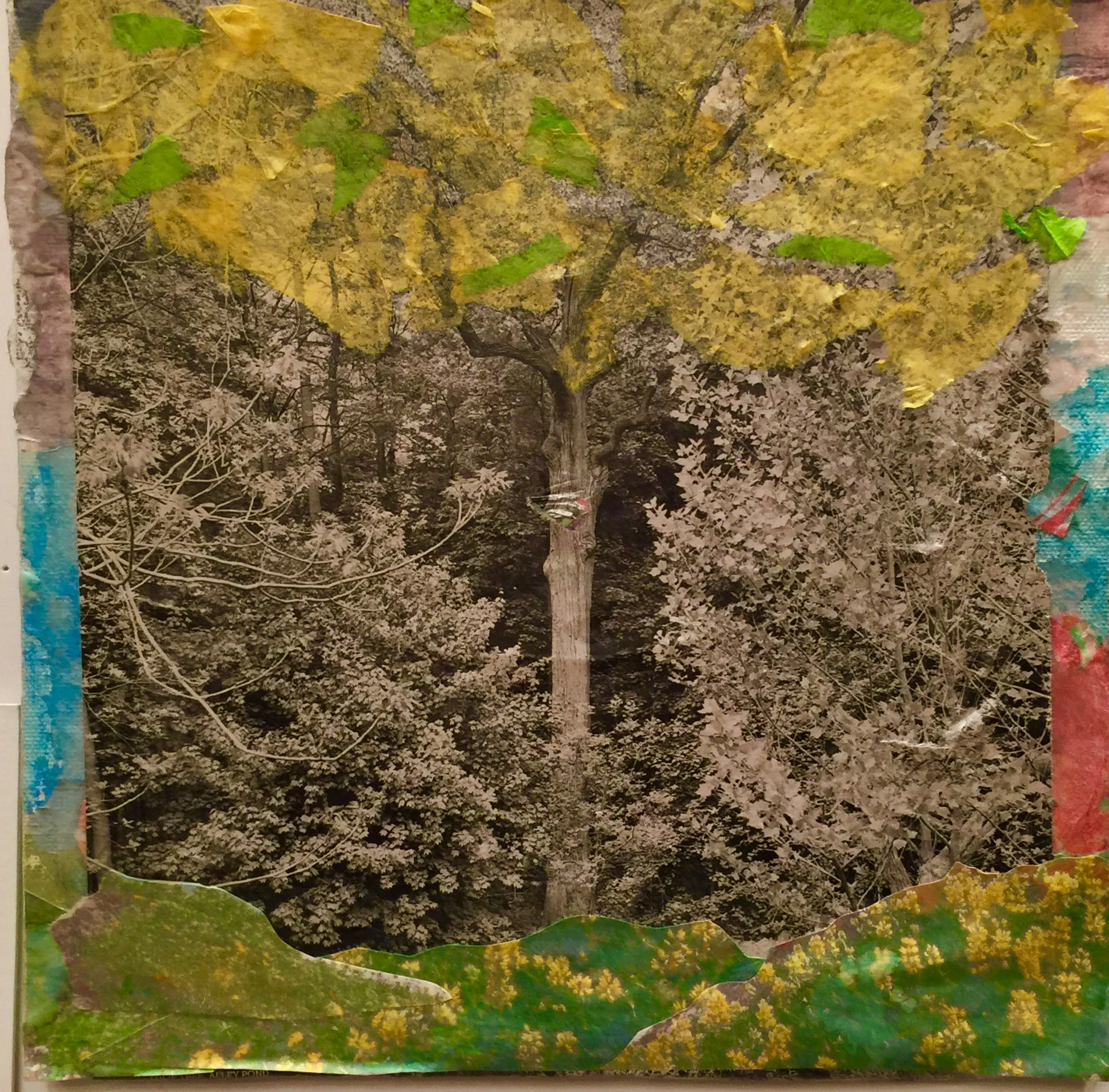 Sudden Changes Fall 2016 Original photo transfers, tissue paper, oil pastels on paper 11" x 14"