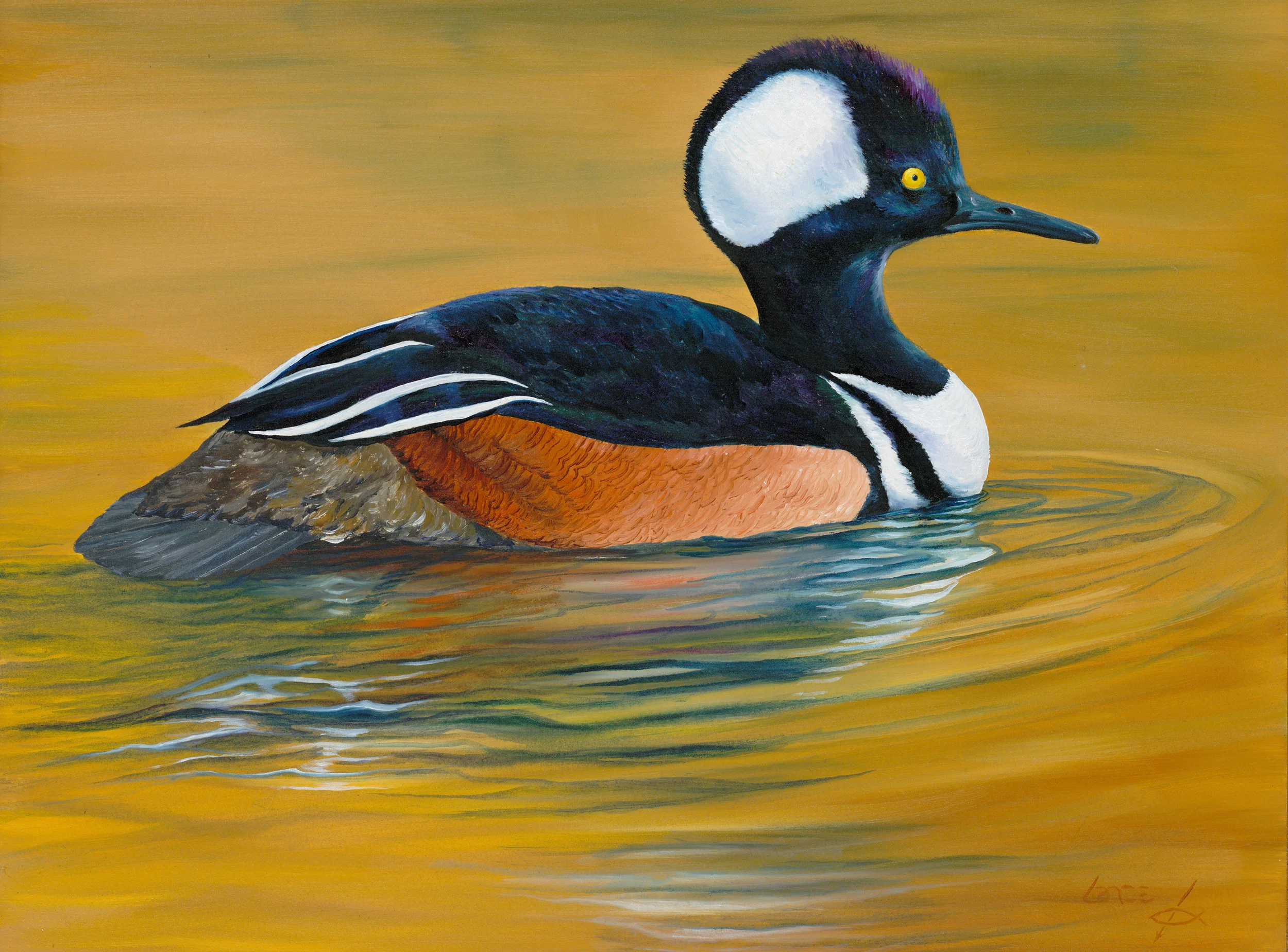 "Merganser on Water...After the Dance"