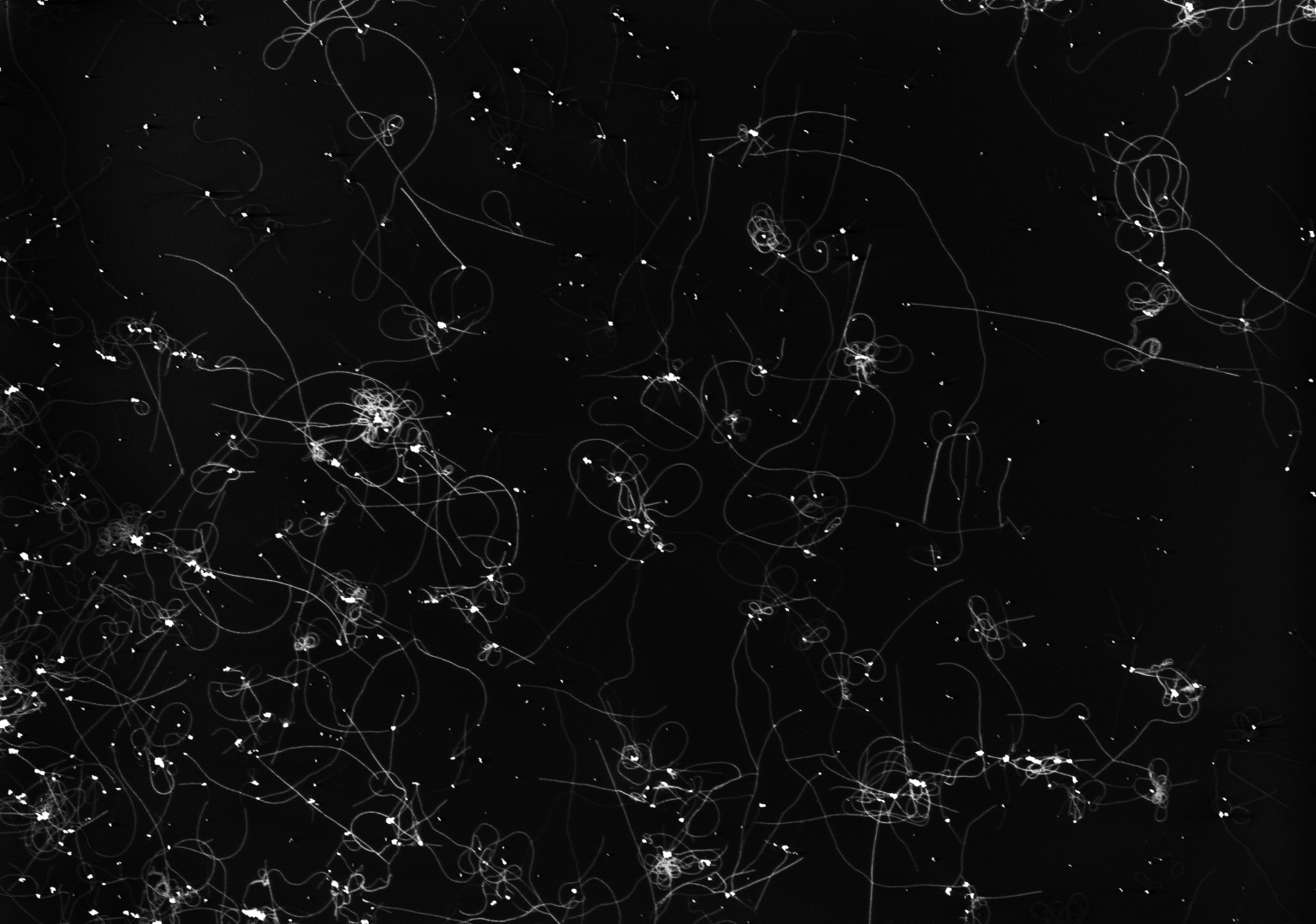 Carbon nanotube growth