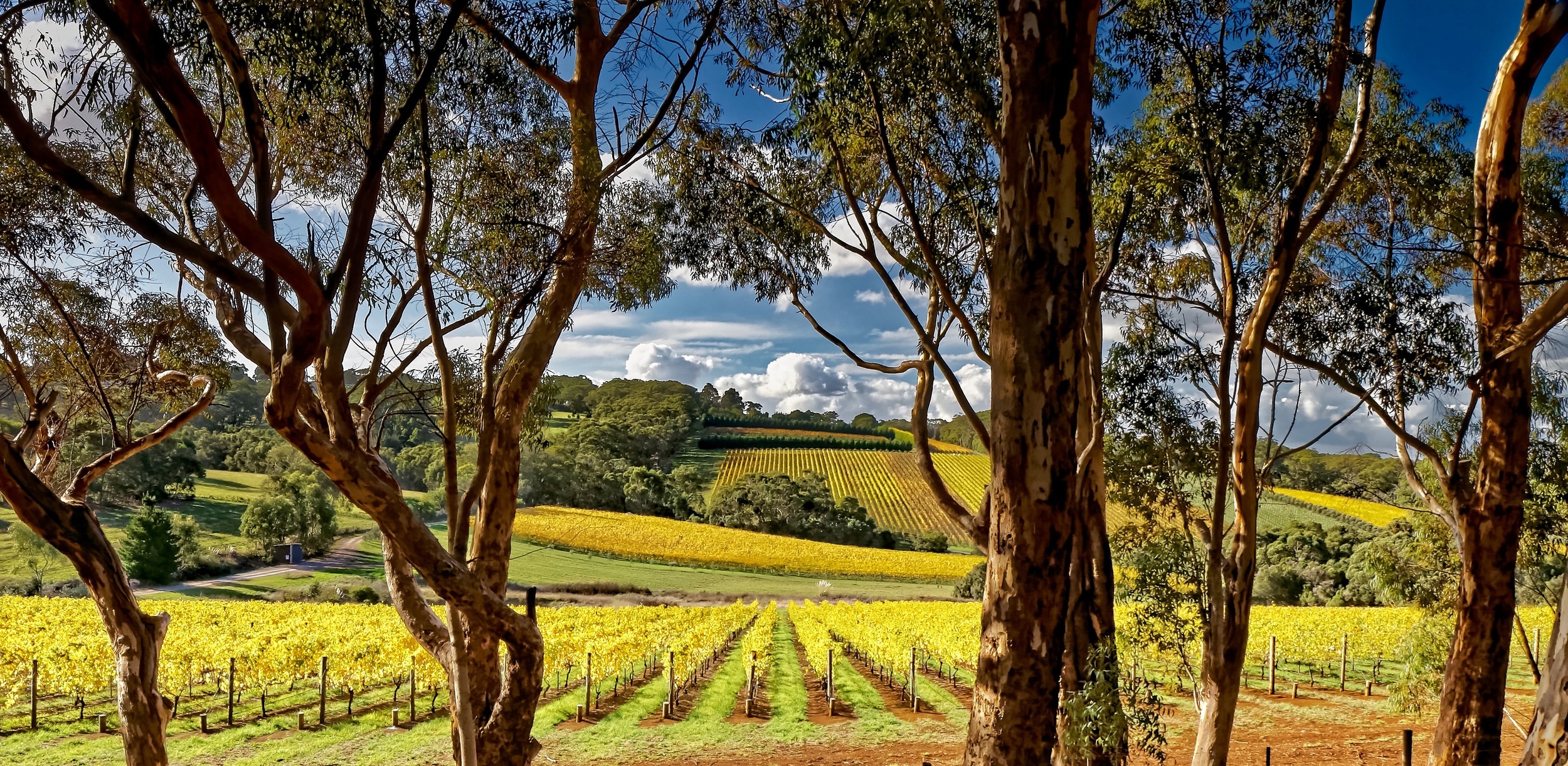 Winery - Red Hill, Victoria