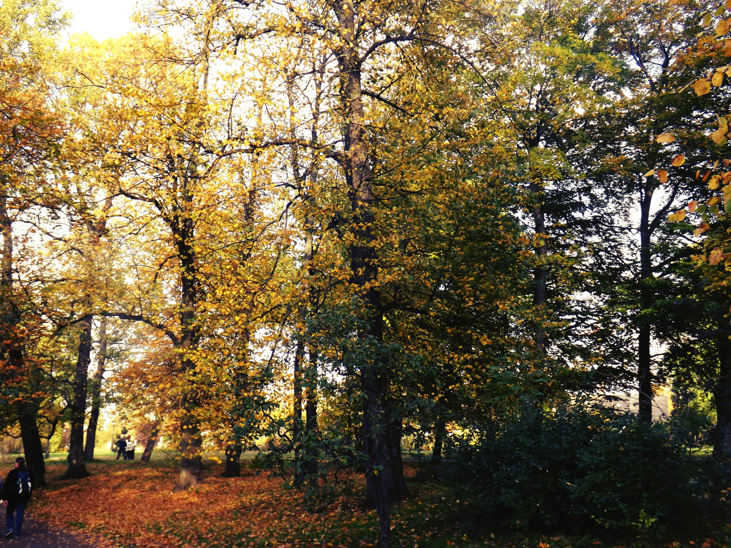 Fall in Gothenburg.jpg
