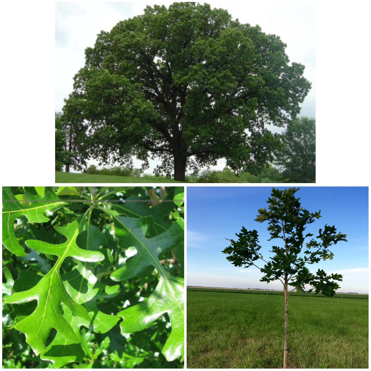 Burr Oak Tree Photo Courtesy of aacfralwake.org and treebrothers.ca