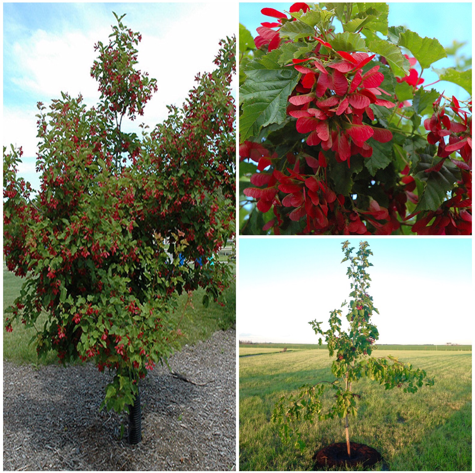 Tatarian "Hotwings" Maple Tree Photo Courtesy of Millcreek Nursery and northscaping.com