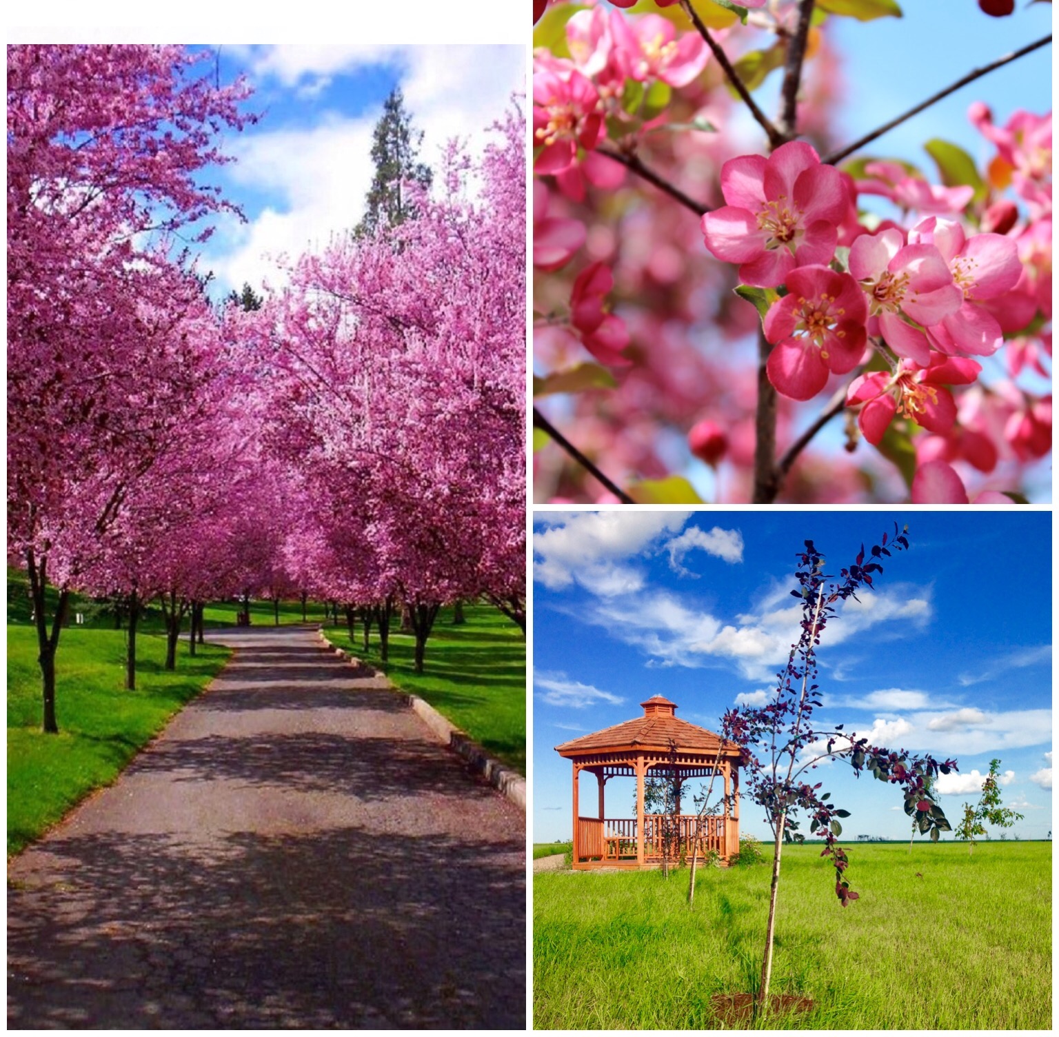 Thunderchild Flowering Crab Apple Tree Photo Courtesy of pixdaus.com and satoridesignforliving.com