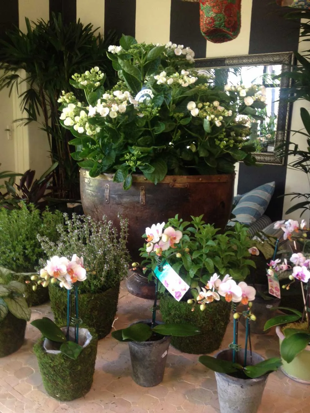 Pots & Plants