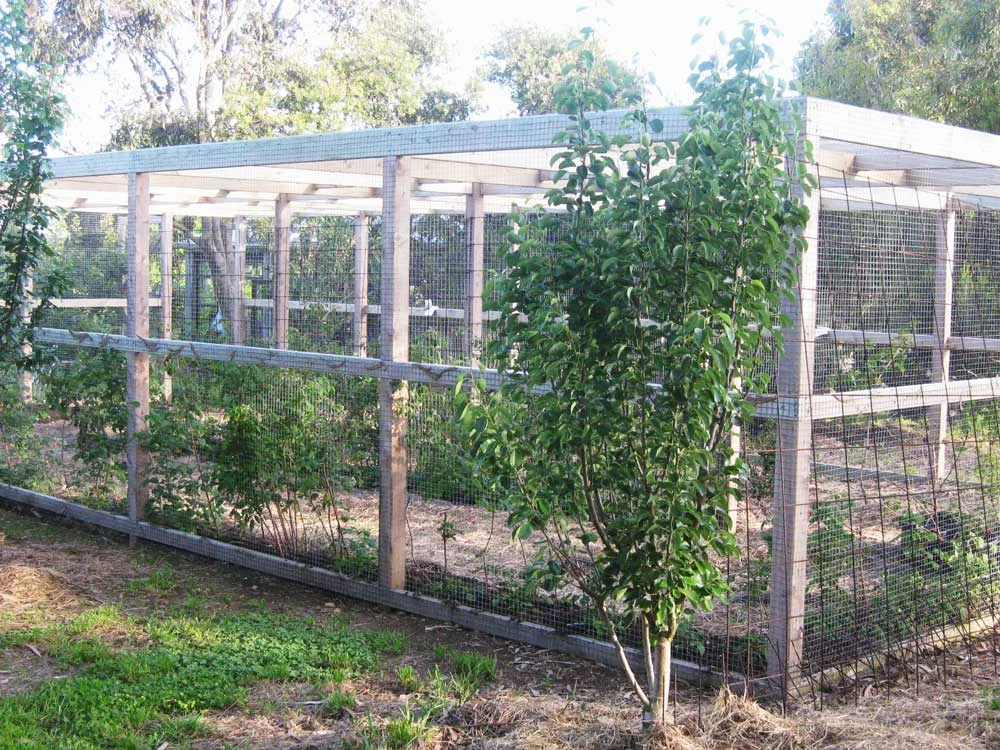 Coastal Edible Garden