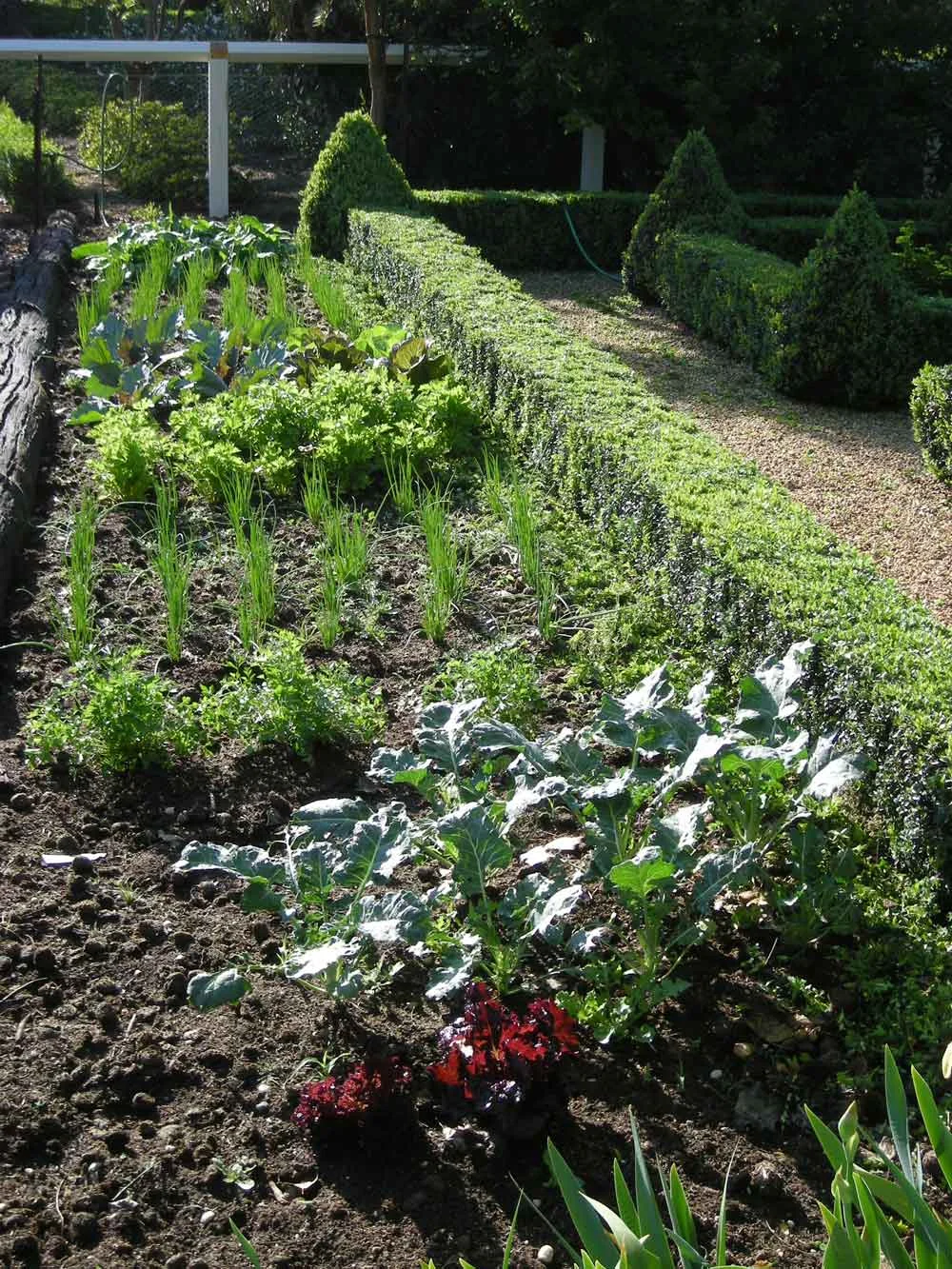 Country Edible Garden