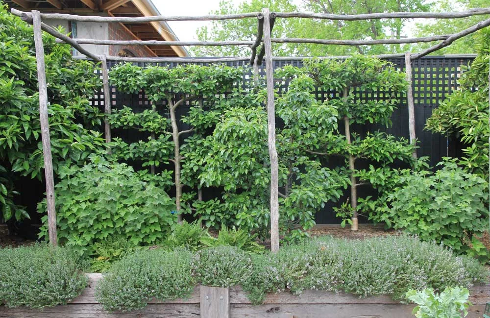City Edible Garden