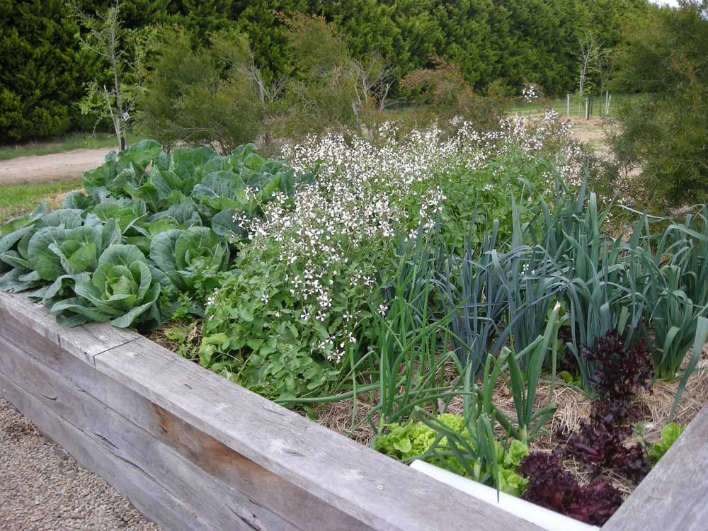 Coastal Edible Garden