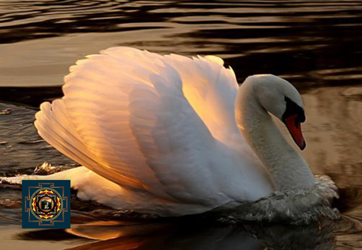 Clear Way Intro (2022)