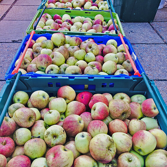 IMG_6296 apples collected sq web.jpg