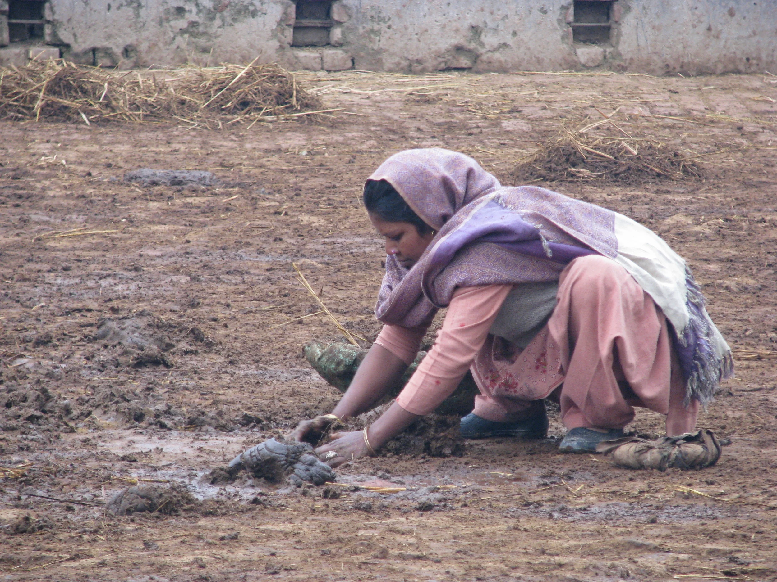 Gujjar woman collecting buffalo dung