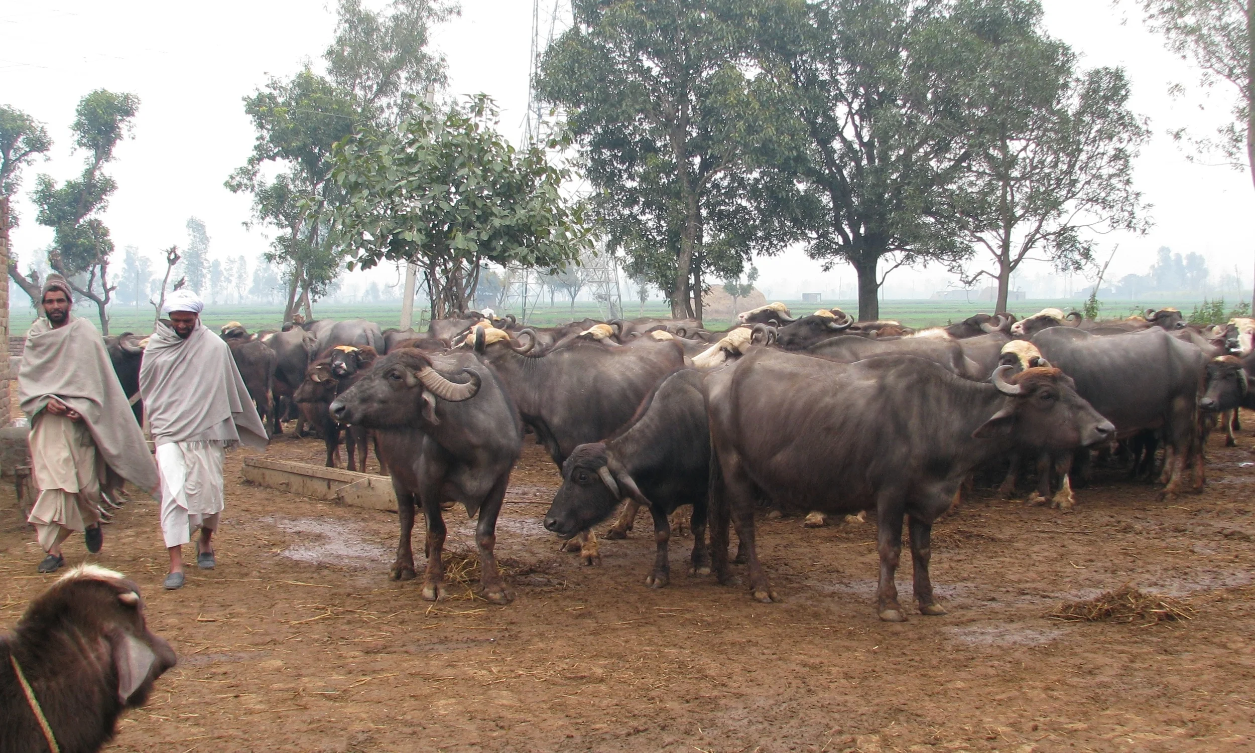 Gujjar men with their herd of buffalo