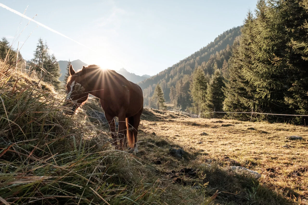 20180909_ReitenYoga_Weit_MWalther-615.jpg