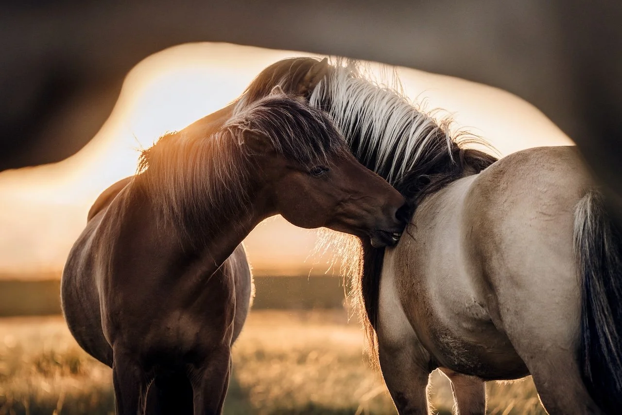 WARTELISTE - Reiten &amp; Yoga in Island - mit Catherine