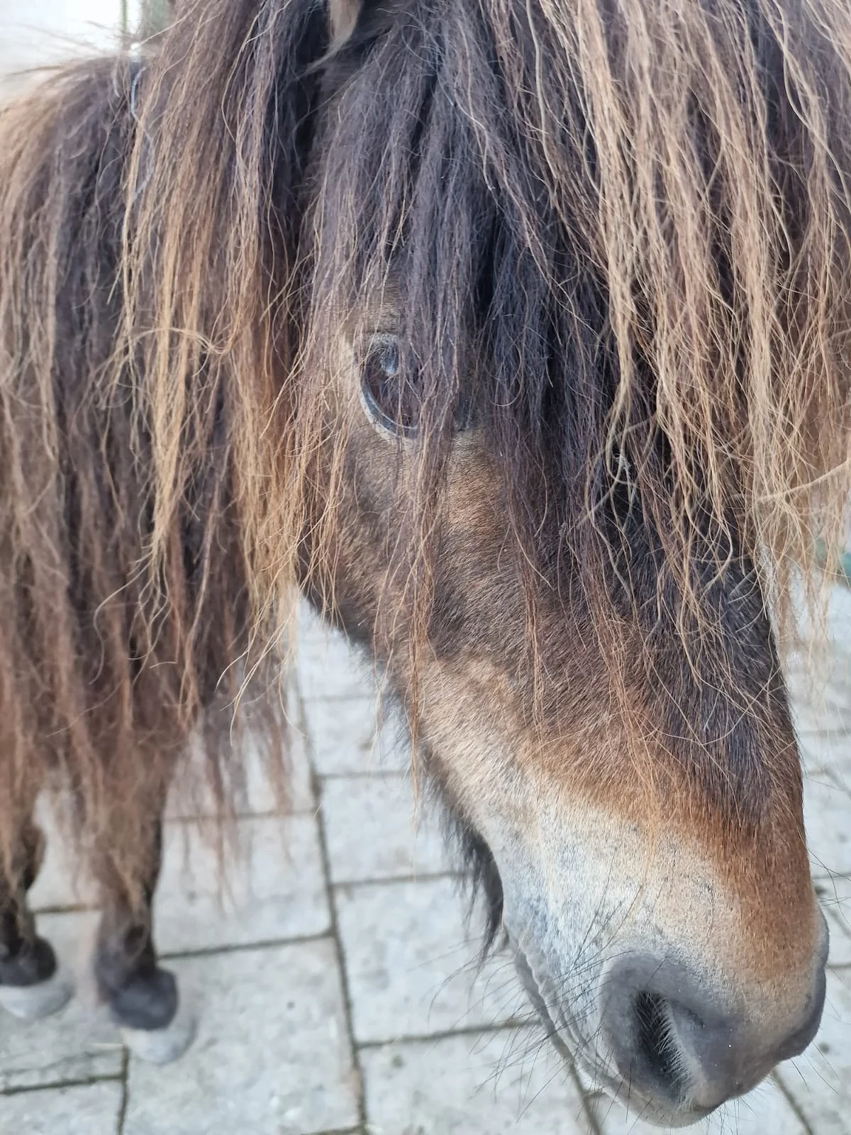 Heute m&ouml;chte ich dir Benjie vorstellen &ndash; eines der Ponys, Kleinpferde und Esel, die bei HOPE ein Zuhause und Unterst&uuml;tzung gefunden haben 🫶🏽

Benjie kam mit nur sechs Monaten zusammen mit seinen Eltern Bongo und Moana zu HOPE. Unter