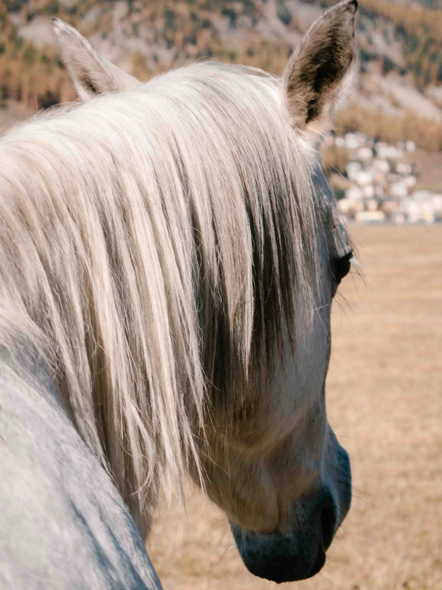 Ich m&ouml;chte euch heute ein kleines Update geben, wie es Na&rsquo;ima geht 🤍

Im August haben wir eine Bioresonanzanalyse beim Tierheilkundezentrum Nehls @tierheilkundezentrum_nehls gemacht. Seitdem ist sie in Behandlung mit verschiedenen Schwing