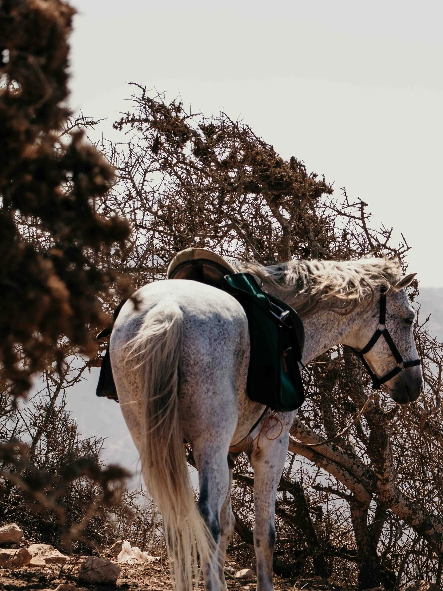 Seit gestern sind wir wieder unterwegs &ndash; mit den Pferden an langen Sandstr&auml;nden, das Meer immer in der N&auml;he. Wir schlafen in Glamping-Zelten unter den Sternen, &uuml;ben Yoga in freier Natur, die Pferde gleich nebenan 🐎⛺️🌊

Marokko 