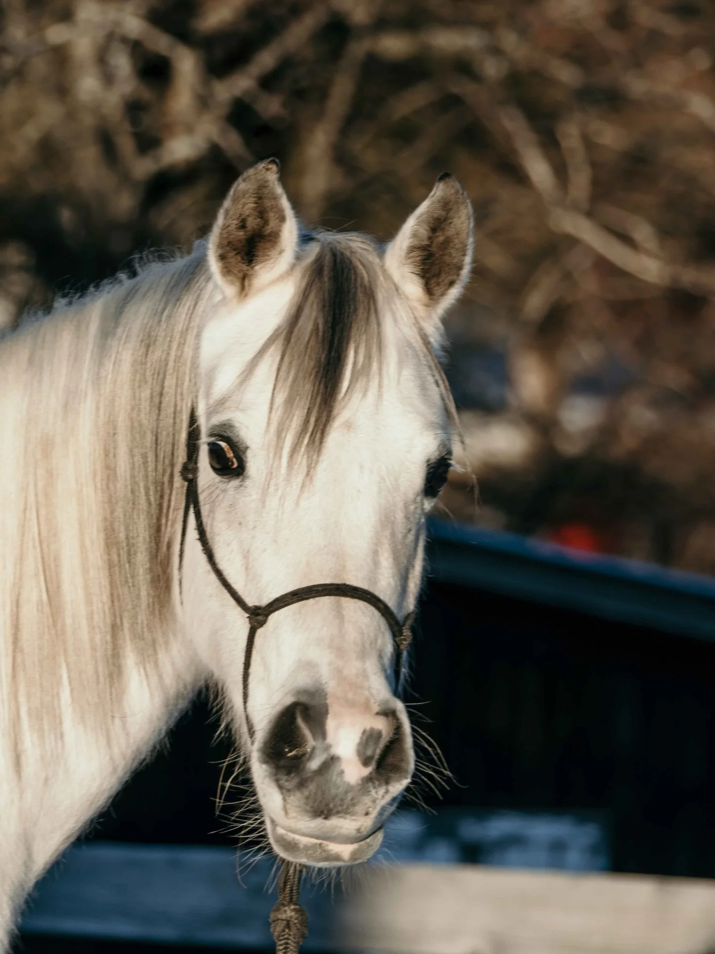 Ich m&ouml;chte euch heute ein kurzes Update zu Na&rsquo;ima und ihrem Gesundheitszustand geben. Wie du in vorherigen Posts gelesen hast, bin ich dabei, ihr Sommerekzem und ihre Bl&auml;hungen zu begleiten und eine passende L&ouml;sung daf&uuml;r zu 