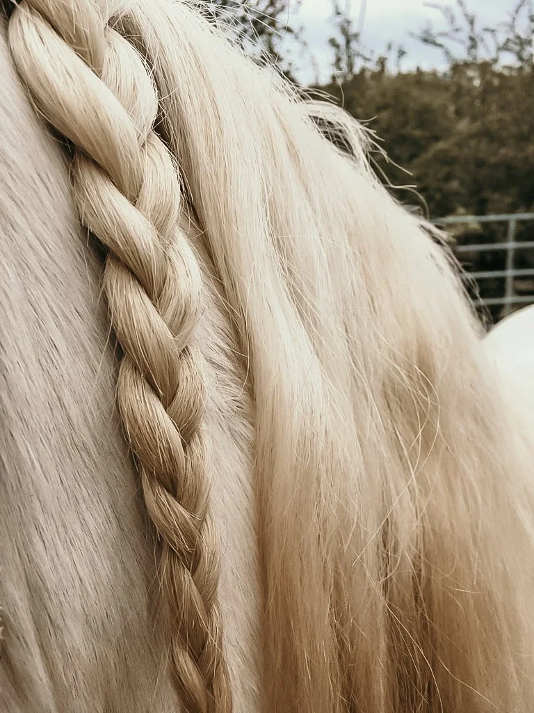 Reiten & Yoga Jura 7.jpg
