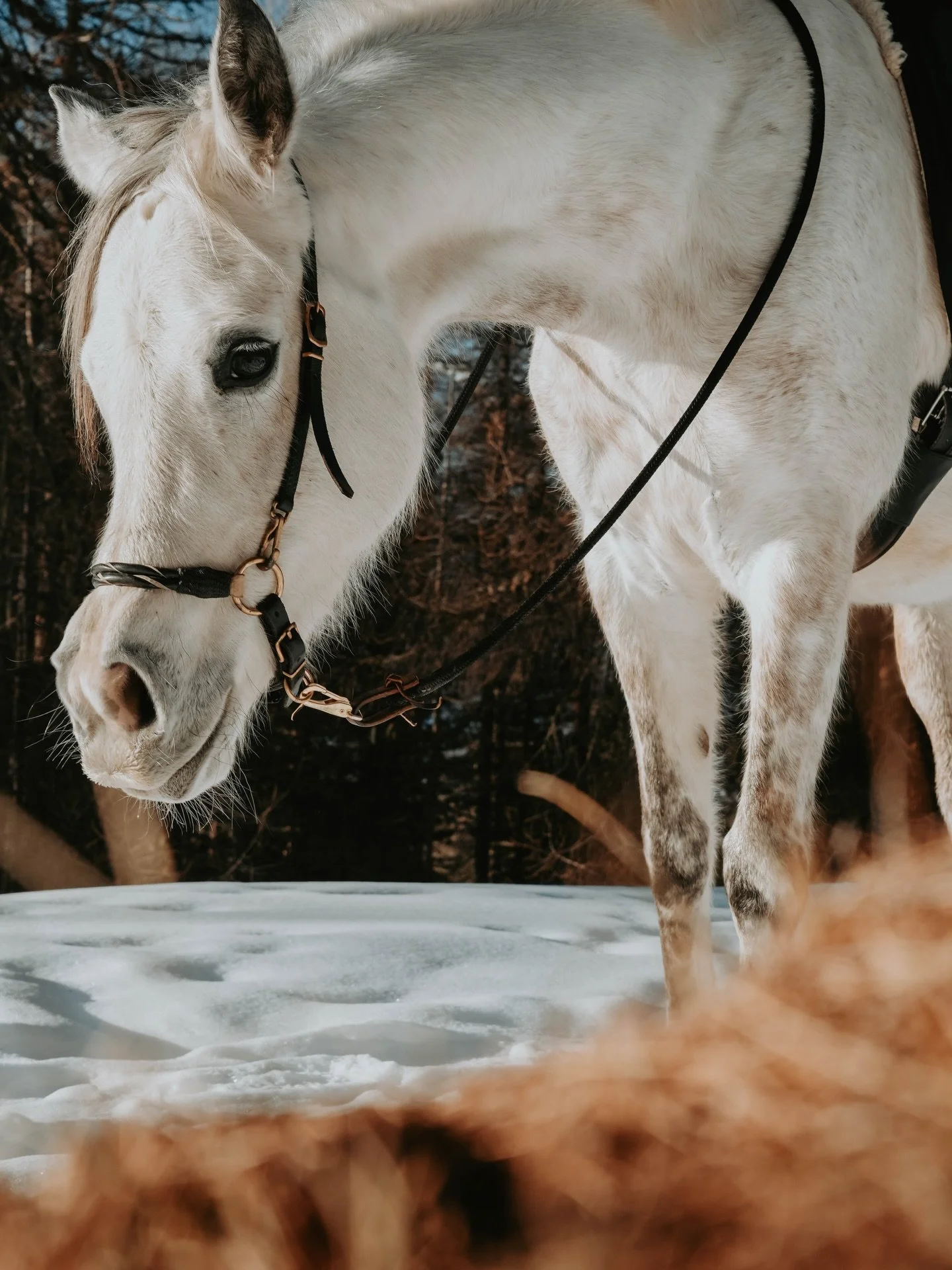 Eigentlich ist es ja nur ein Mittwoch, eine Zahl &ndash; 31.12.25 &ndash; und doch haben Jahresenden etwas Spezielles. Etwas geht zu Ende, ein Kreis schliesst sich, und unweigerlich beginnt etwas Neues 🌚

Im Winter und besonders gegen Ende des Jahre
