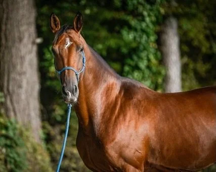 Heute stelle ich dir zwei neue Verkaufspferde vor, die in einer Herde aufwachsen durften und mit viel Zeit, Sorgfalt und Herz ausbildet wurden 🐴

Ronja&nbsp;(CH Warmblut, 10 j&auml;hrig) ist ein geborenes Springpferd, das sich auch in der Dressur se