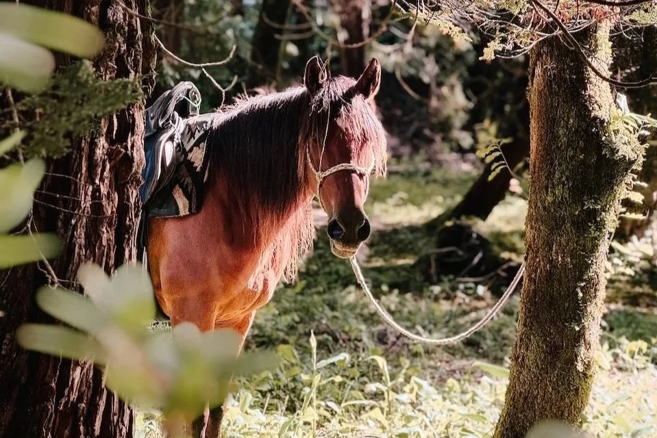 WARTELISTE Reiten &amp; Yoga Retreat auf den Azoren