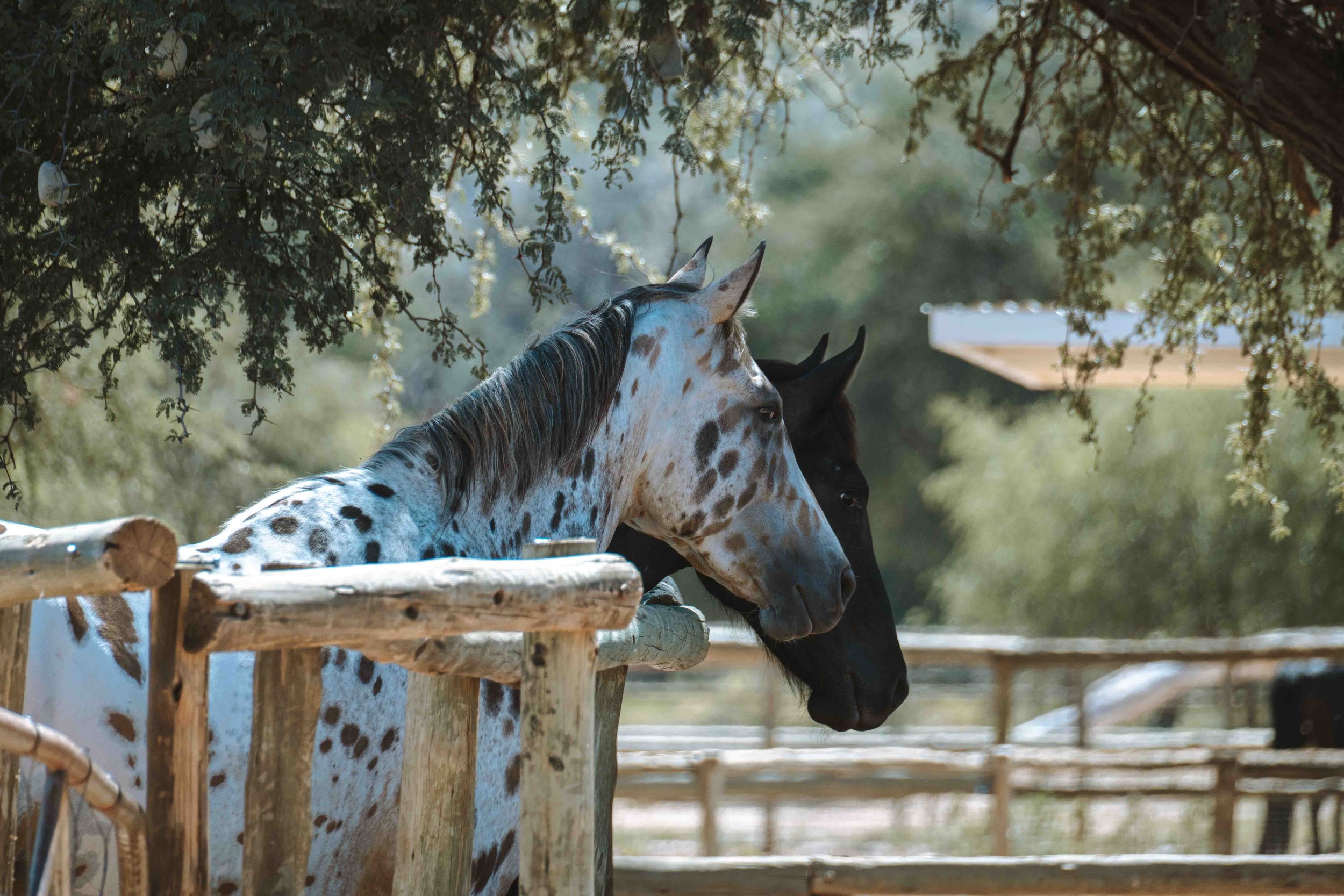 2602 Sandwerf 200.jpg