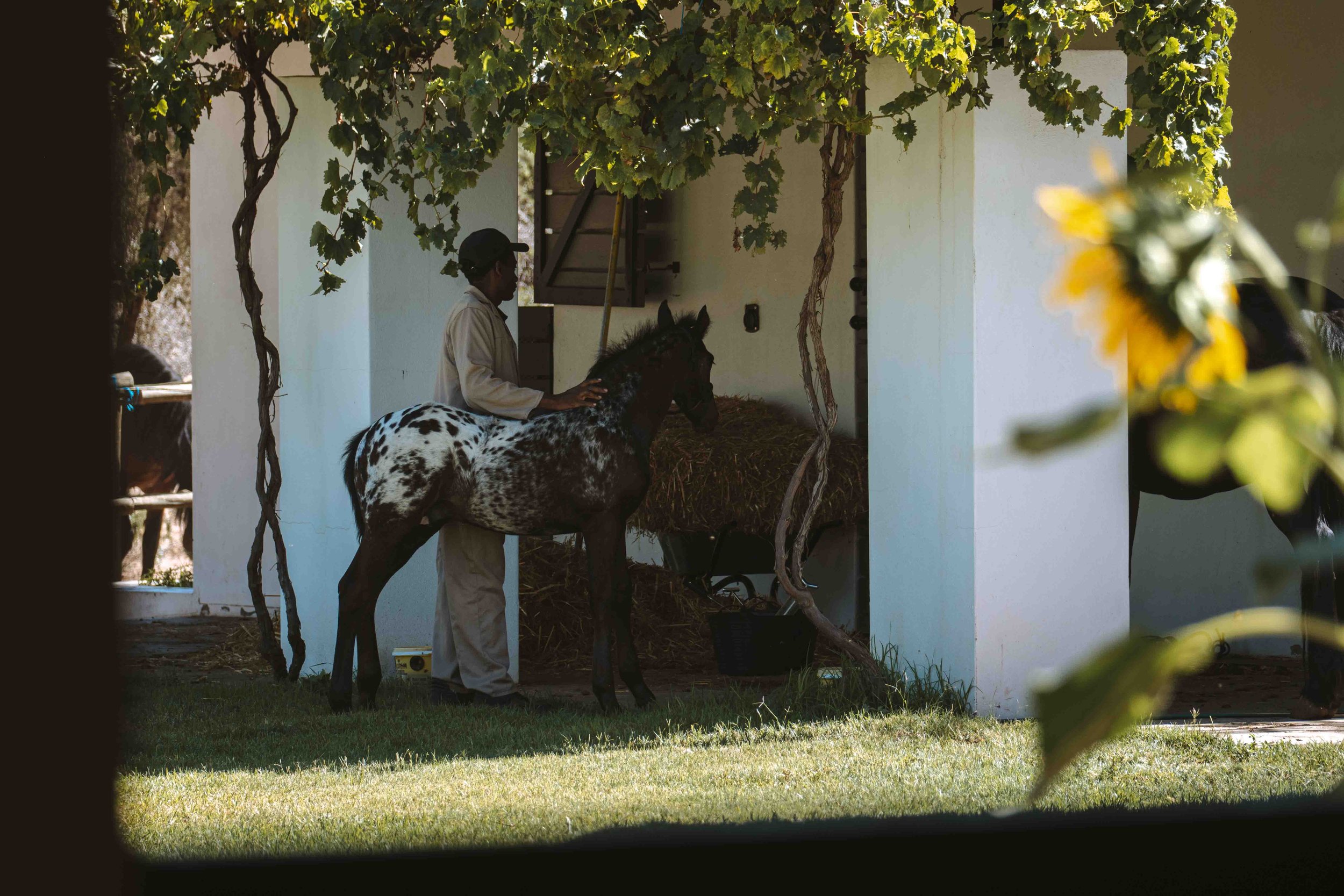 2602 Sandwerf 287.jpg