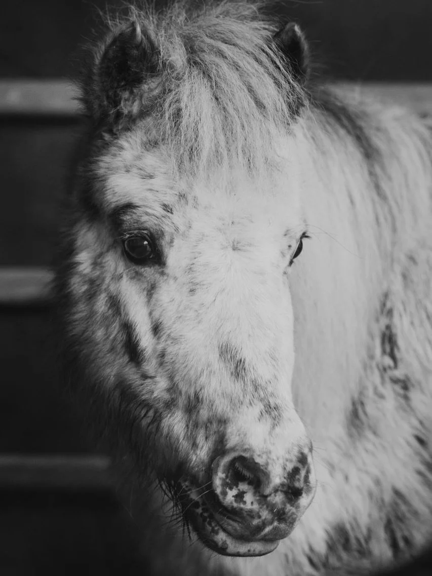 Be my Valentine? 💘

Benjie. Manny. Leana.

Drei kleine Ponies.
Drei grosse Herzen.
Und drei, die noch auf &bdquo;ihren&ldquo; Menschen warten.

Diese drei leben bei HOPE. Ein Ort, an dem Ponies und Esel nicht &bdquo;weitergereicht&ldquo; werden. Ein