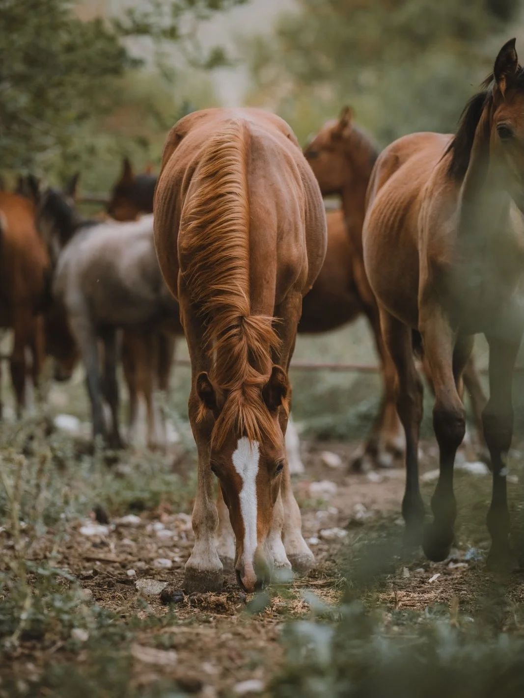 F&uuml;r den La Dolce Vita Retreat vom 3.&ndash;9. April in Sizilien sind spontan noch zwei Pl&auml;tze frei geworden &ndash; entweder in zwei Einzelzimmern oder in einem Doppelzimmer.

Diese Reitwoche ist eine Einladung, Sizilien mit allen Sinnen zu
